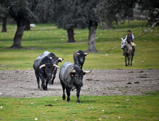 toro español en ganaderia