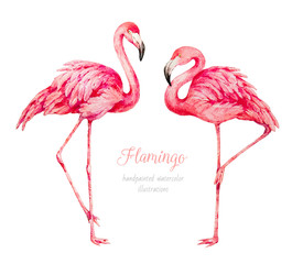 Flamingo. Watercolor botanical illustration © Katy's Dreams