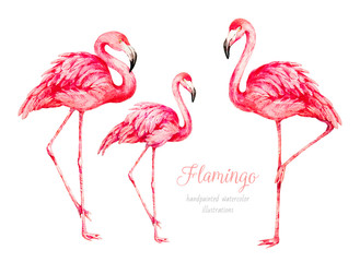 Flamingo. Watercolor botanical illustration