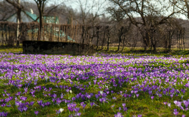 Panoramic photo of Colorful spring landscape in Carpathian village with fields of blooming crocuses. Saffron blossoms on a bright sunny day in the garden near the house.