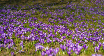 Fototapeta premium Panoramic photo of Colorful spring landscape in Carpathian village with fields of blooming crocuses. Saffron blossoms on a bright sunny day in the garden near the house.