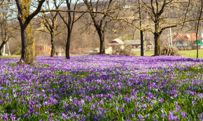 Panoramic photo of Colorful spring landscape in Carpathian village with fields of blooming crocuses. Saffron blossoms on a bright sunny day in the garden near the house.