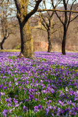 Colorful spring landscape in Carpathian village with fields of blooming crocuses. Saffron blossoms on a bright sunny day in the garden near the house.