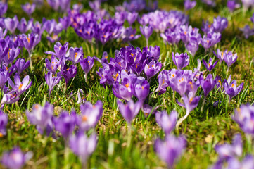 Obraz na płótnie Canvas Colorful spring landscape in Carpathiands with fields of blooming crocuses. Purple Saffron blossoms on a bright sunny day in the pasture. View of blooming Crocuses on a Meadow.