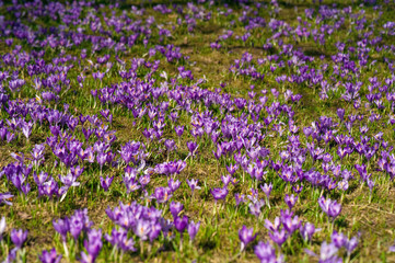 Fototapeta premium Colorful spring landscape in Carpathiands with fields of blooming crocuses. Purple Saffron blossoms on a bright sunny day in the pasture. View of blooming Crocuses on a Meadow.