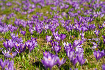 Fototapeta premium Colorful spring landscape in Carpathiands with fields of blooming crocuses. Purple Saffron blossoms on a bright sunny day in the pasture. View of blooming Crocuses on a Meadow.
