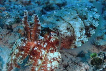 Cuttlefish