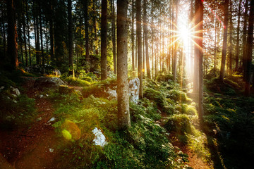 Fototapeta na wymiar Magical woods in the morning sun. Fairy forest in autumn.