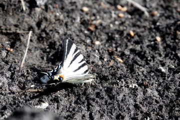butterfly on leaf