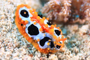 Nudibranch