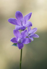 Wiosenne fioletowe kwiaty © mycatherina