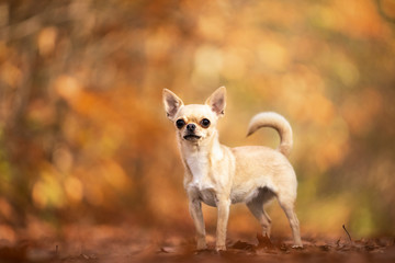 Chihuahua dog sitting in an autumn forest lane with sunbeams