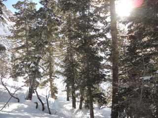 Paisaje con arbustos y arboles en la nieve en dia excellente y cielo azul. Monte Olympus en Utah Salt Lake City de Estados Unidos 