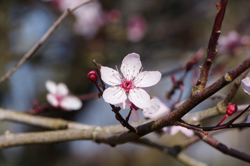 Pink prunus flower in a garden during winter