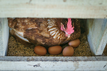 Red hen with her eggs
