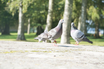 Birds in the park