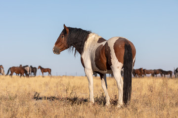 Beautiful Wild Horse in Utah