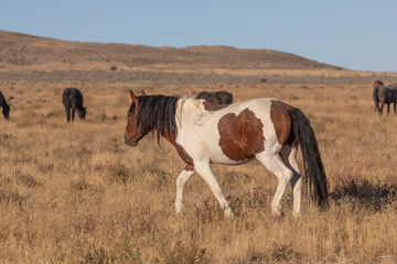 Fototapeta na wymiar Beautiful Wild Horse in Utah