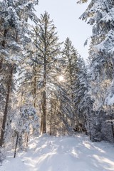 Fototapete bei efototapeten.de bestellen   