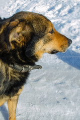 homeless mongrel in the winter in the cold