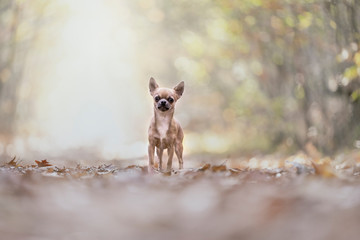 Naklejka premium Chihuahua dog standing in an autumn forest lane with sunbeams