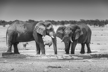Bull Elephants at a water hole - Etosha - black an white