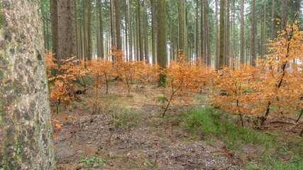 Wald im Herbst mit orangenen Blättern