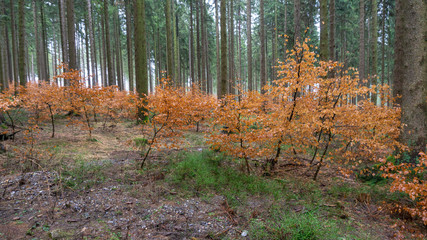 Wald im Herbst mit orangenen Blättern