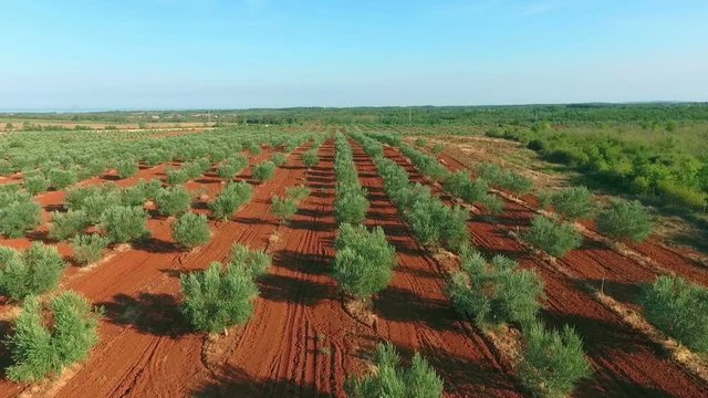 Olive trees planted in straight line