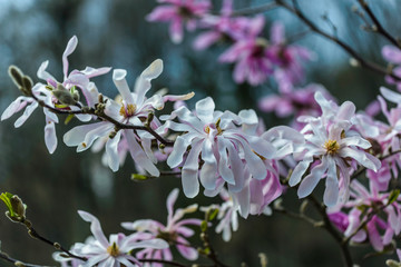 Pink and white flowers of the Star Magnolia (magnolia stellata)