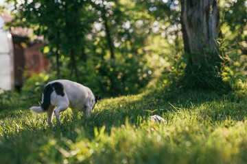 the little dog Chihuahua playing outside on the grass spring lawn. Selective focus bokeh background. Back view