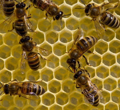 Bees on honeycombs