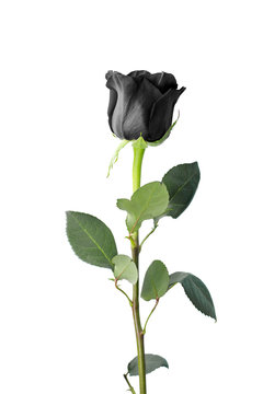 Single black rose isolated on white background