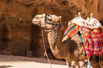 camel desert animal profile portrait photography in heritage touristic site