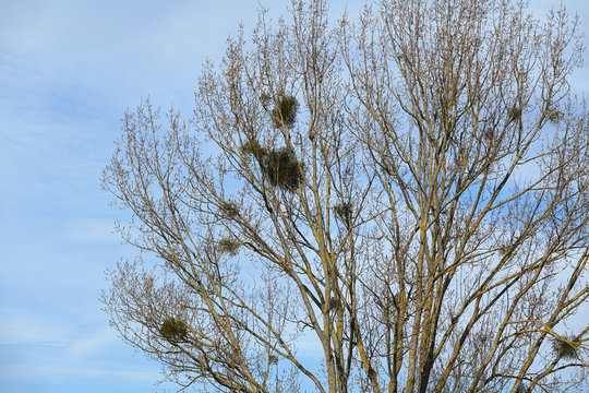 Misteln an einem Baum