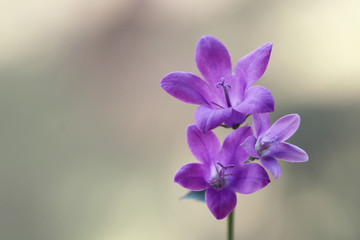 Fioletowe kwiaty © mycatherina