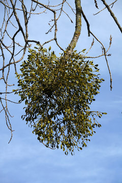 Misteln an einem Baum