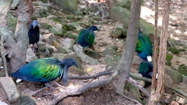 nicobar pigeon find something to eat on ground