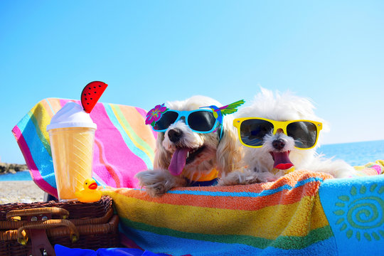 happy dogs with sunglasses