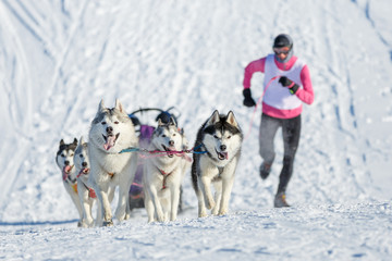 Naklejka premium Musher biegnie obok psów husky wspinających się na wzgórze