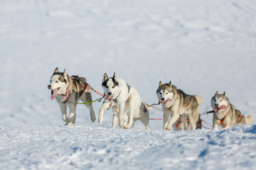 Huskies team runs uphill
