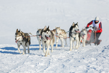 Musher hiding behind sleigh at sled dog race on snow in winter