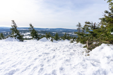 Tannenbaum im Schnee