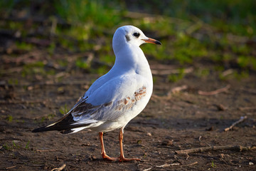 Fototapeta premium Black headed gull ( Larus ridibundus ) Closeup in winter plumage