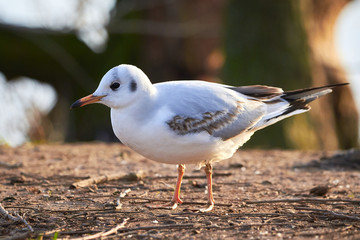 Black headed gull ( Larus ridibundus  ) Closeup in winter plumage