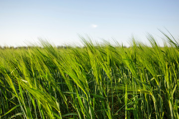Field of young wheat a warm sunny day, a new crop