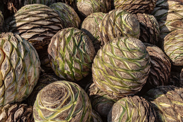 Fototapeta na wymiar Agave pineapples waiting for roasting to make Mezcal. This huge agave hearts are used to distill Mexican Mezcal similar to Tequila