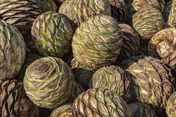 Fototapeta na wymiar Agave pineapples waiting for roasting to make Mezcal. This huge agave hearts are used to distill Mexican Mezcal similar to Tequila