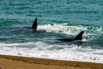 Fototapeta premium Orcas hunting sea lions, Patagonia , Argentina