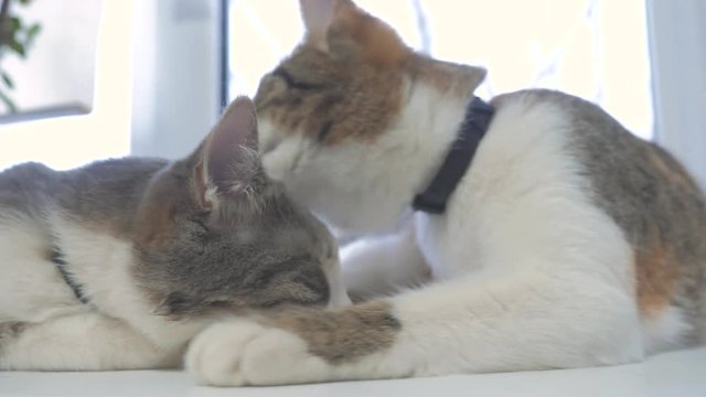 beautiful cute cat licking his paw on window sill with funny lifestyle emotions on background of room. slow motion video. Cat cleaning himself. adult cat lies on the window and licks the paws